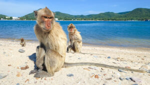 monkey island